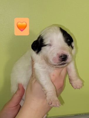Les chiots de Chien de Montagne des Pyrenees