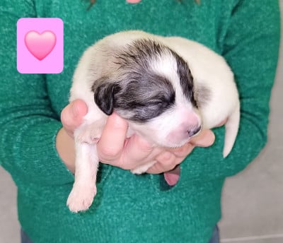 Les chiots de Chien de Montagne des Pyrenees