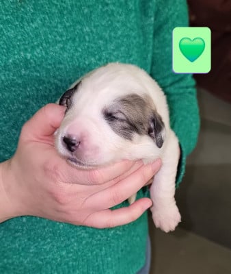 Les chiots de Chien de Montagne des Pyrenees