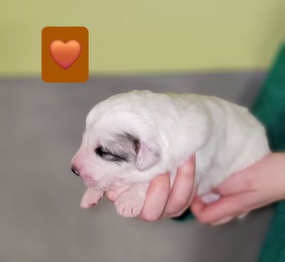Les chiots de Chien de Montagne des Pyrenees