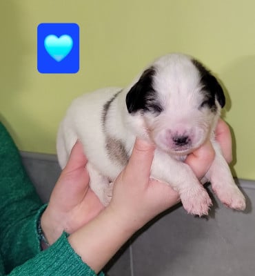 Les chiots de Chien de Montagne des Pyrenees