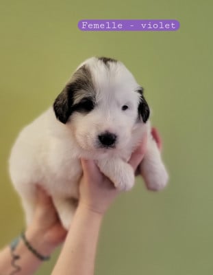 Les chiots de Chien de Montagne des Pyrenees