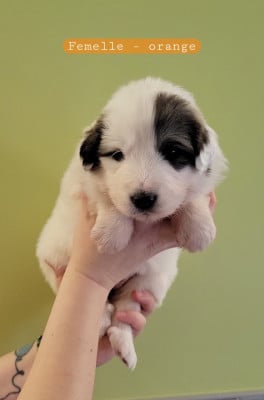 Les chiots de Chien de Montagne des Pyrenees