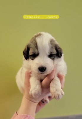 Les chiots de Chien de Montagne des Pyrenees