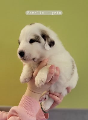 Les chiots de Chien de Montagne des Pyrenees