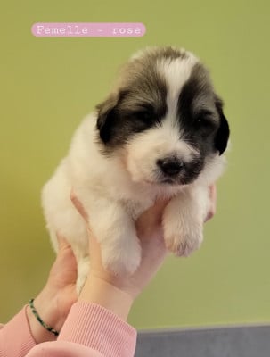 Les chiots de Chien de Montagne des Pyrenees