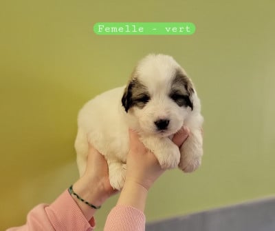 Les chiots de Chien de Montagne des Pyrenees
