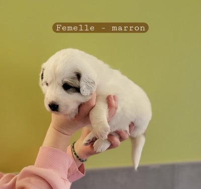 Les chiots de Chien de Montagne des Pyrenees