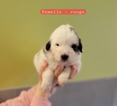 Les chiots de Chien de Montagne des Pyrenees