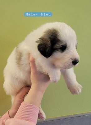 Les chiots de Chien de Montagne des Pyrenees