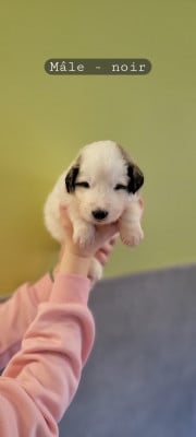 Les chiots de Chien de Montagne des Pyrenees