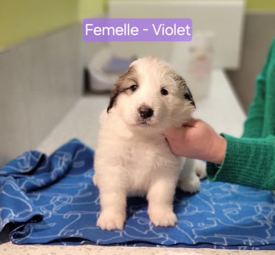 Les chiots de Chien de Montagne des Pyrenees