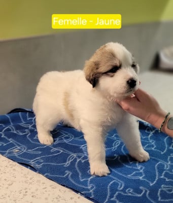 Les chiots de Chien de Montagne des Pyrenees