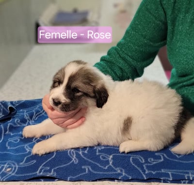 Les chiots de Chien de Montagne des Pyrenees