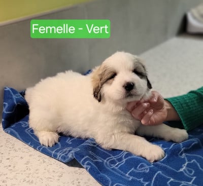 Les chiots de Chien de Montagne des Pyrenees