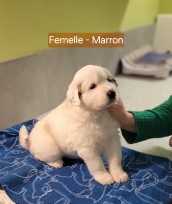 Les chiots de Chien de Montagne des Pyrenees
