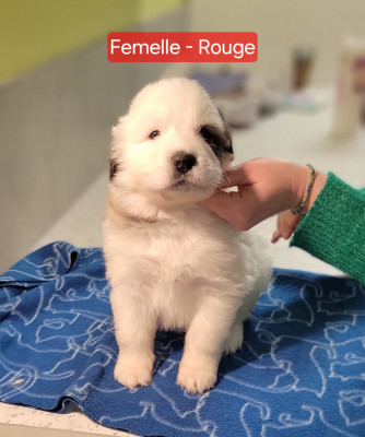 Les chiots de Chien de Montagne des Pyrenees