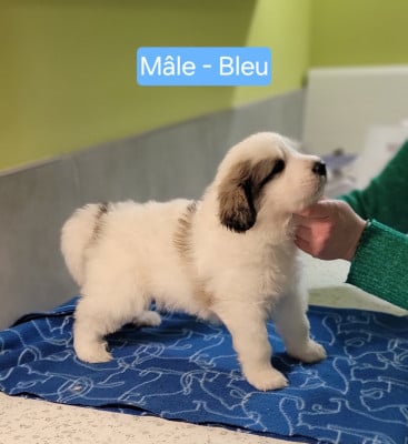 Les chiots de Chien de Montagne des Pyrenees