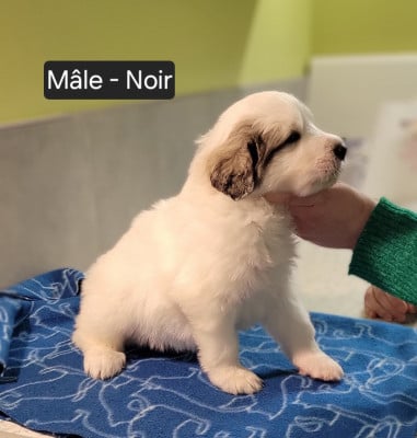 Les chiots de Chien de Montagne des Pyrenees