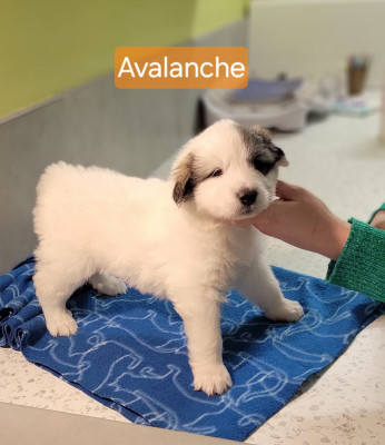 Les chiots de Chien de Montagne des Pyrenees