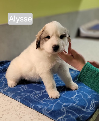 Les chiots de Chien de Montagne des Pyrenees