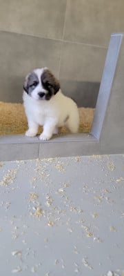 Les chiots de Chien de Montagne des Pyrenees
