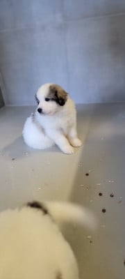 Les chiots de Chien de Montagne des Pyrenees