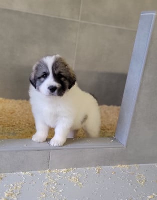 Les chiots de Chien de Montagne des Pyrenees