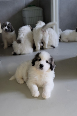 Les chiots de Chien de Montagne des Pyrenees