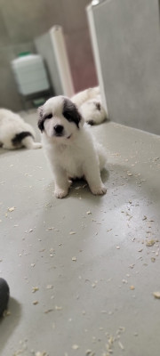 Les chiots de Chien de Montagne des Pyrenees