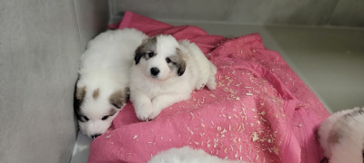 Les chiots de Chien de Montagne des Pyrenees