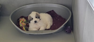 Les chiots de Chien de Montagne des Pyrenees