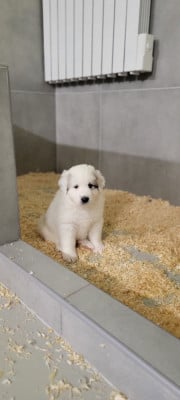Les chiots de Chien de Montagne des Pyrenees
