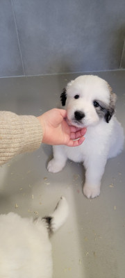 Les chiots de Chien de Montagne des Pyrenees