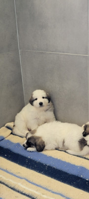Les chiots de Chien de Montagne des Pyrenees