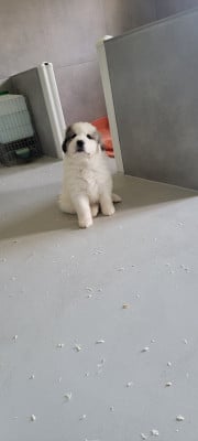 Les chiots de Chien de Montagne des Pyrenees