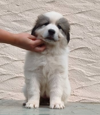 Baffi - Chien de Montagne des Pyrenees