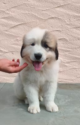 Bart - Chien de Montagne des Pyrenees