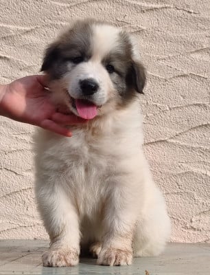 Balkan - Chien de Montagne des Pyrenees