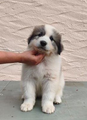 Bamse - Chien de Montagne des Pyrenees