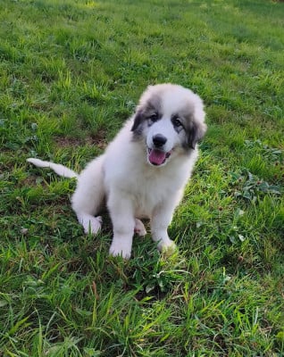 Les chiots de Chien de Montagne des Pyrenees