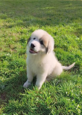 Les chiots de Chien de Montagne des Pyrenees