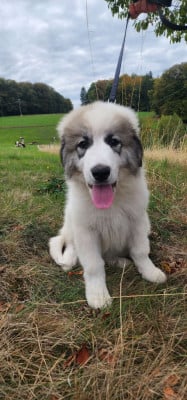 Les chiots de Chien de Montagne des Pyrenees
