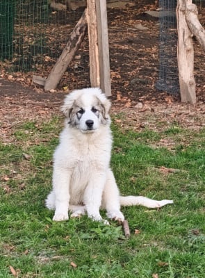 Les chiots de Chien de Montagne des Pyrenees