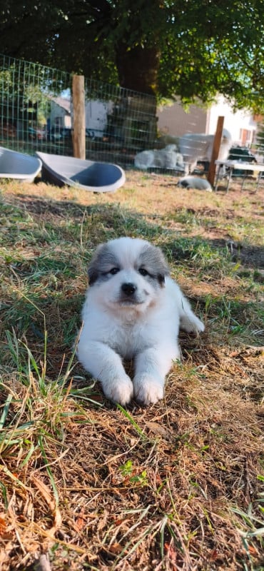 Chien de Montagne des Pyrenees - De L?Echo Des Vosges Pattes