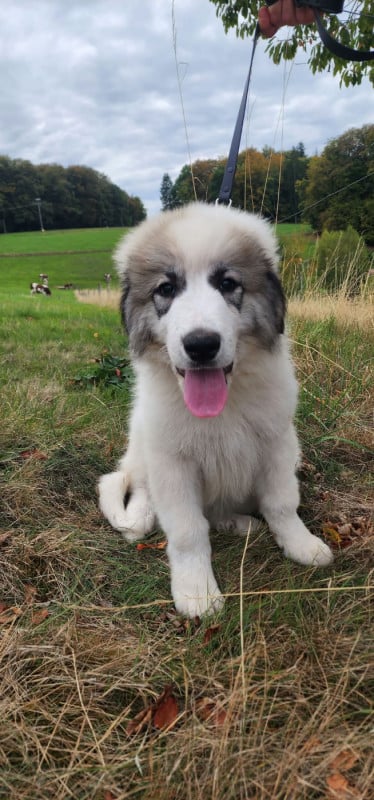 Chien de Montagne des Pyrenees - De L?Echo Des Vosges Pattes