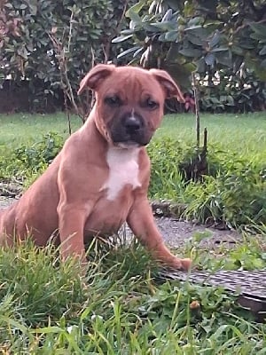 Étalon Staffordshire Bull Terrier - Azur elevage des têtes brulées