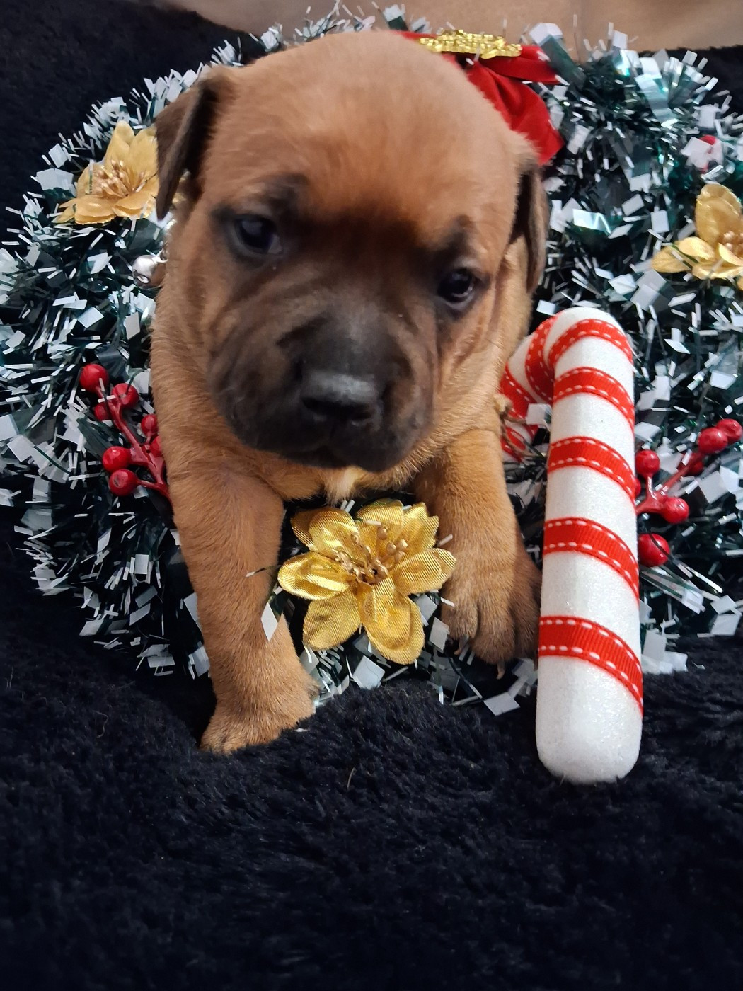 CHIOT 3 - Staffordshire Bull Terrier