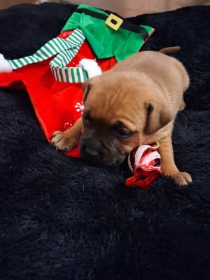 Les chiots de Staffordshire Bull Terrier