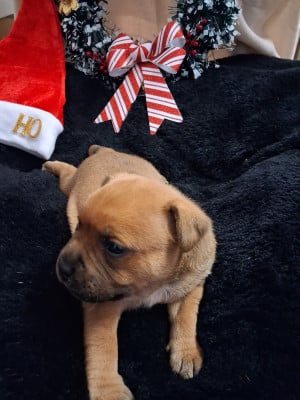 Les chiots de Staffordshire Bull Terrier